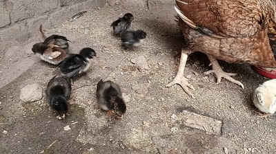 Hen with chicks